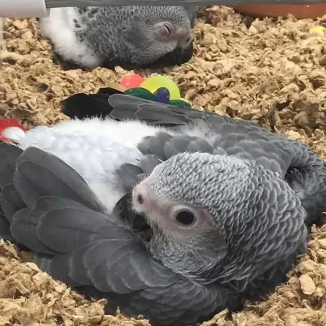 African grey parrot cheeks for sale 03265946493 — photo 2