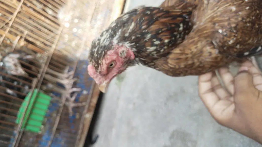aseel lakha murgi — photo 4