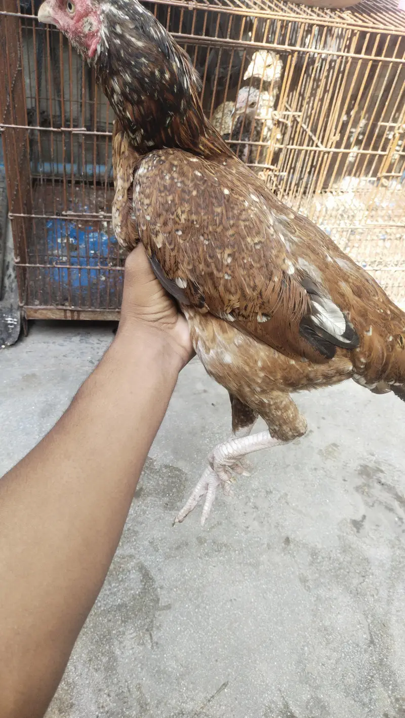aseel lakha murgi — photo 8