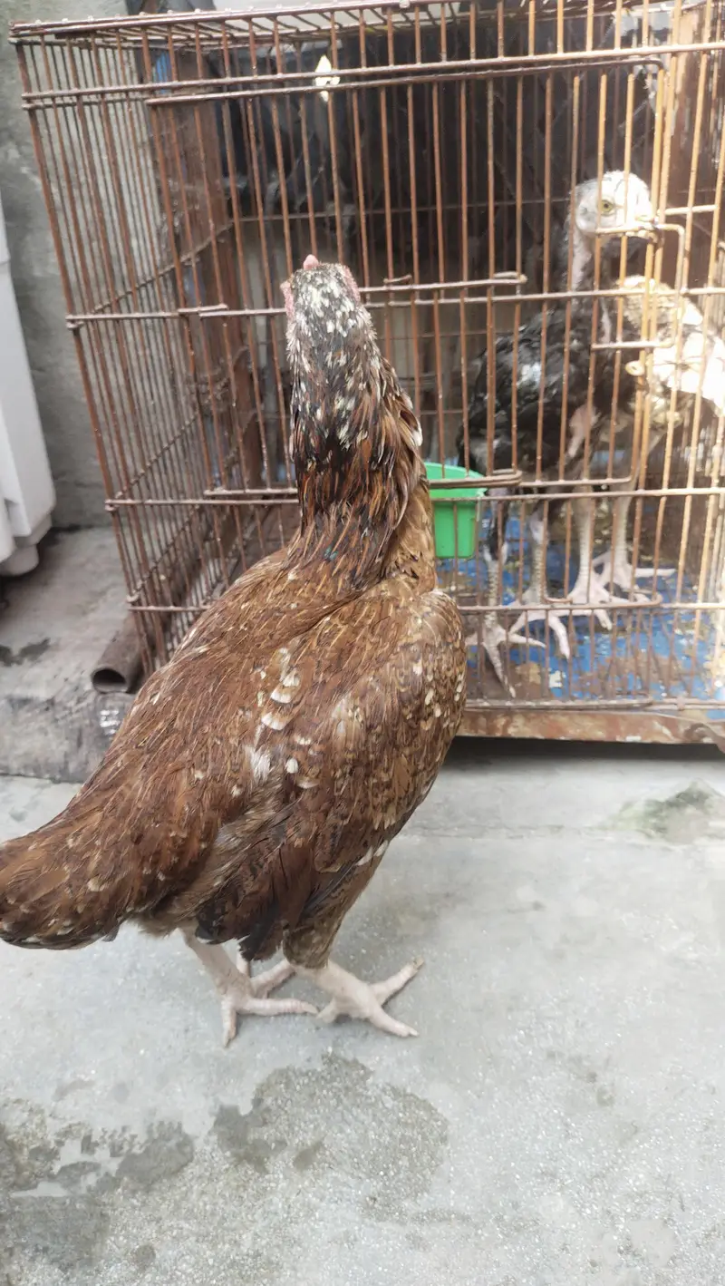 aseel lakha murgi — photo 9