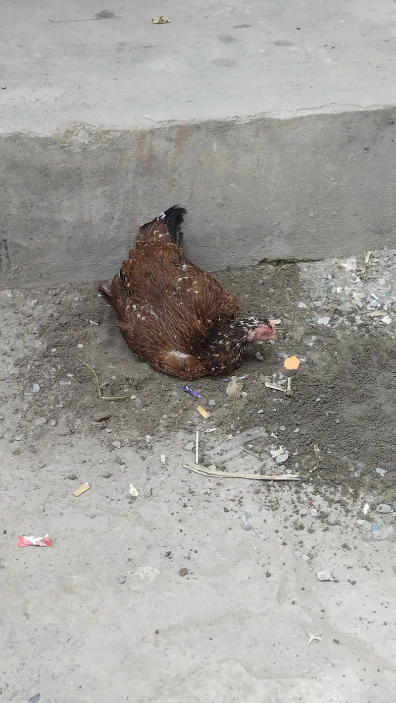 aseel lakha murgi — photo 10
