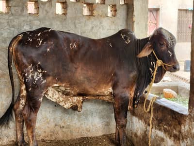 Cholistani Bachra Available for Sale