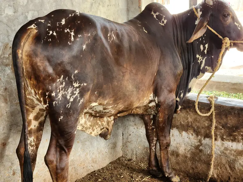 Cholistani Bachra Available for Sale — photo 2
