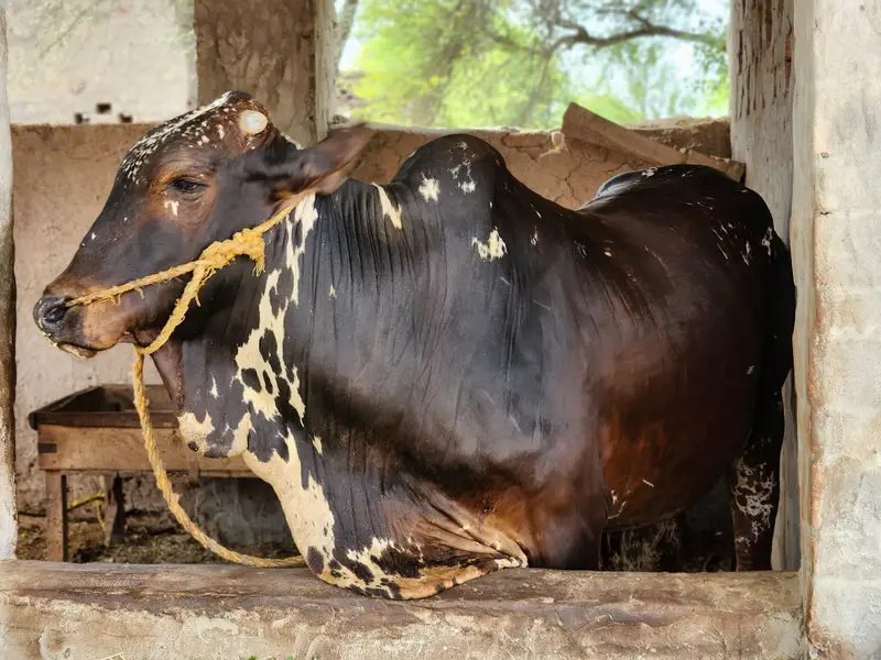 Cholistani Bachra Available for Sale — photo 3