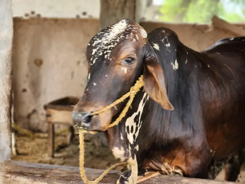 Cholistani Bachra Available for Sale — photo 4