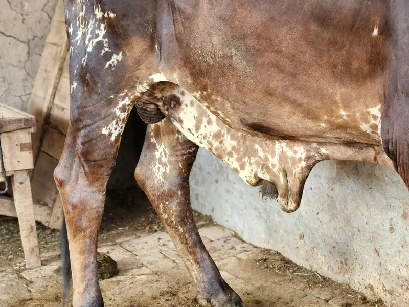 Cholistani Bachra Available for Sale — photo 5