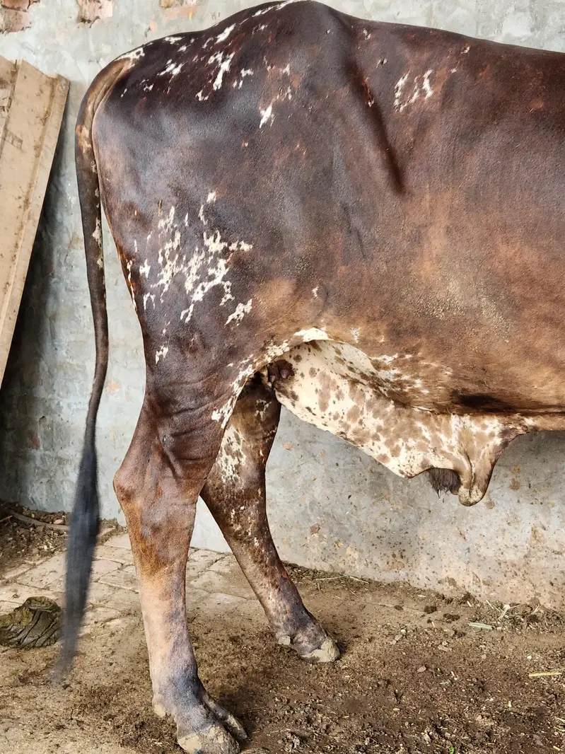 Cholistani Bachra Available for Sale — photo 6