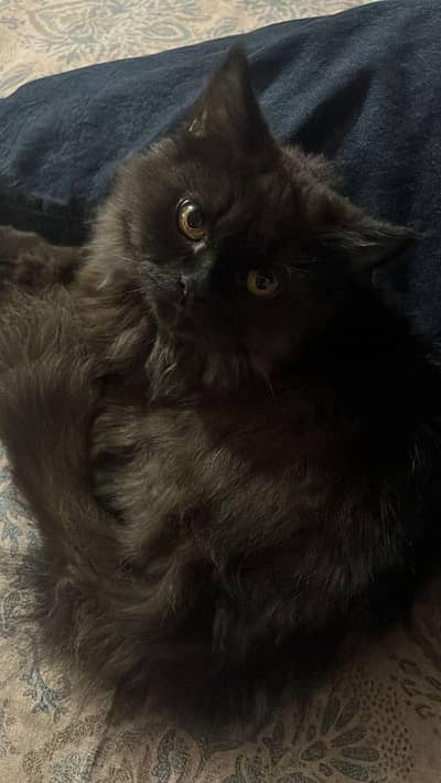 Black pershian Kitten male For sale