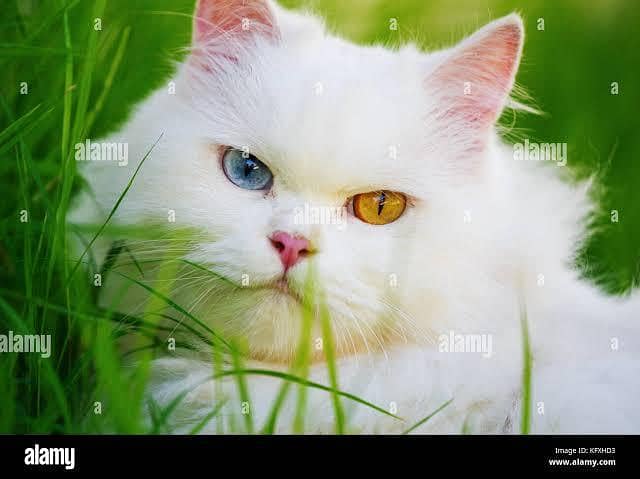 Persian cat 0