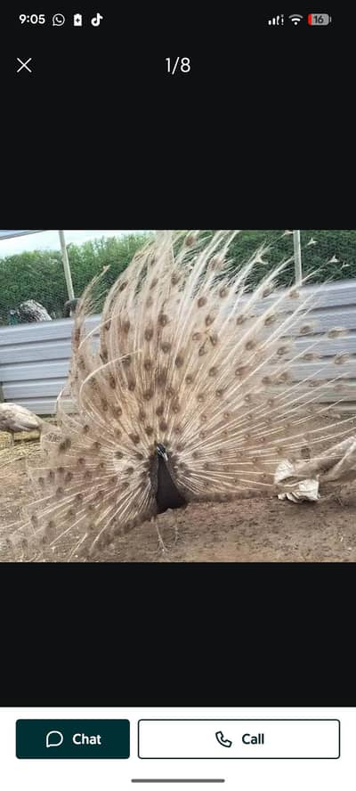 peacock business