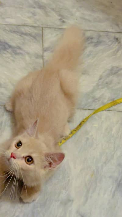 female healthy and active kitten for sale
