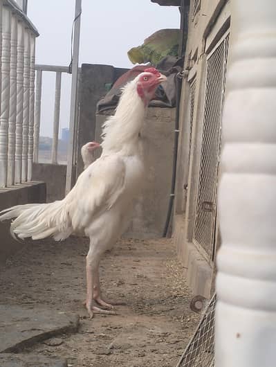 Aseel heera breeder & chicks for sale
