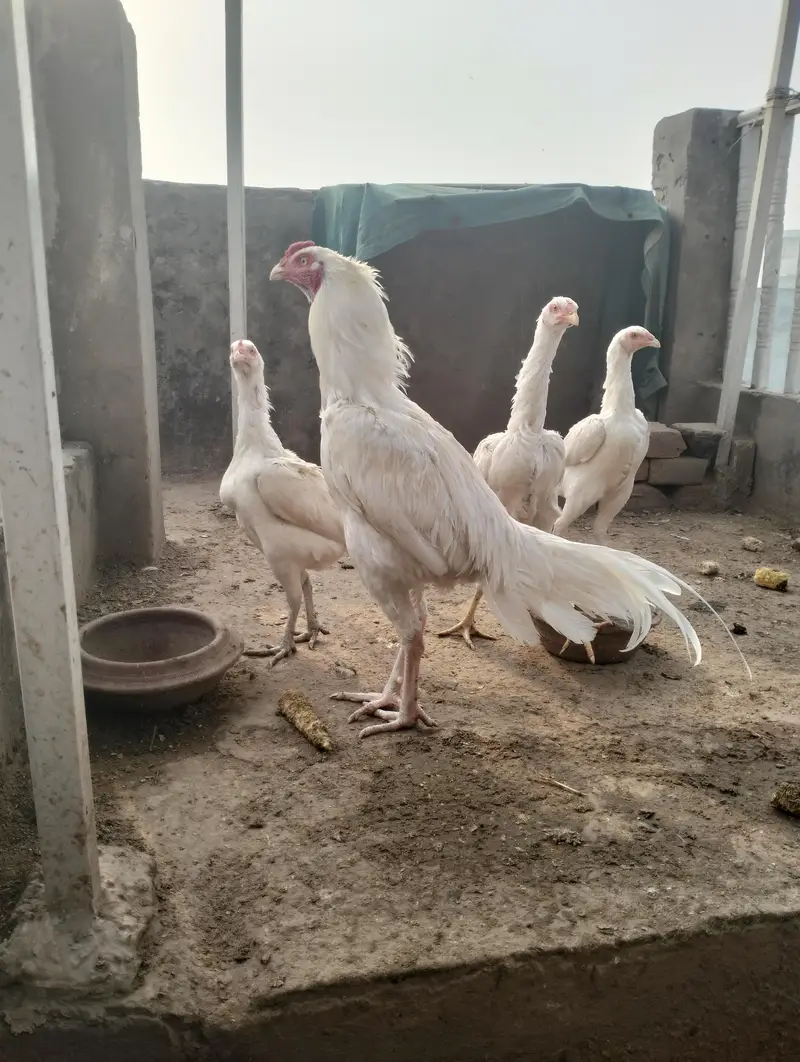 Aseel heera breeder & chicks for sale — photo 2