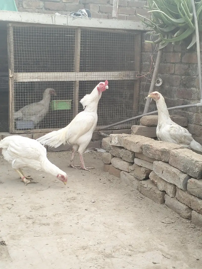 Aseel heera breeder & chicks for sale — photo 3