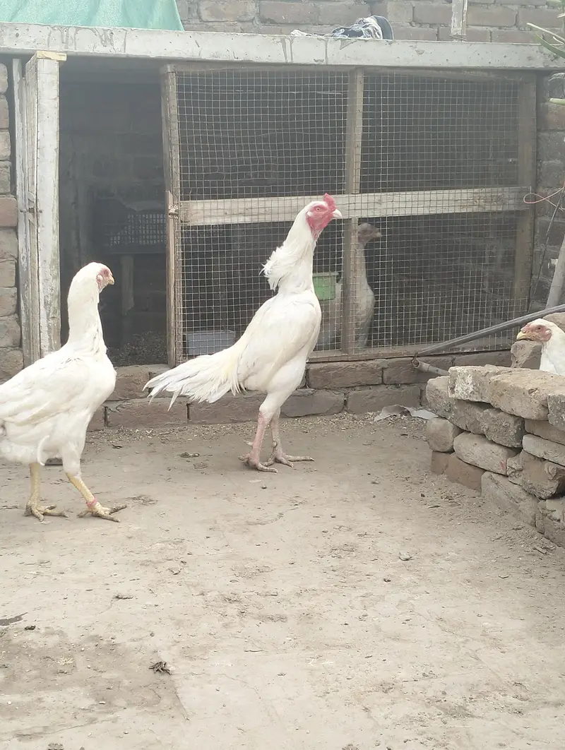 Aseel heera breeder & chicks for sale — photo 4