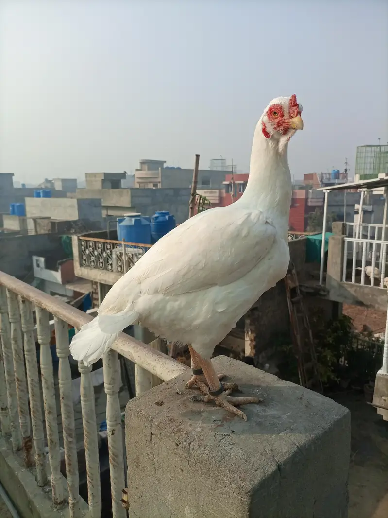Aseel heera breeder & chicks for sale — photo 5