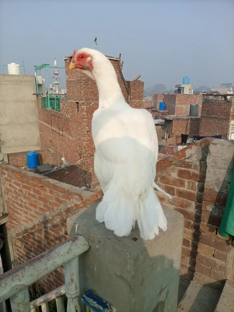 Aseel heera breeder & chicks for sale — photo 6