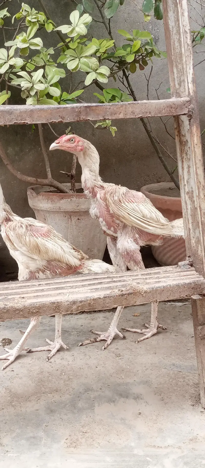 Aseel heera breeder & chicks for sale — photo 7