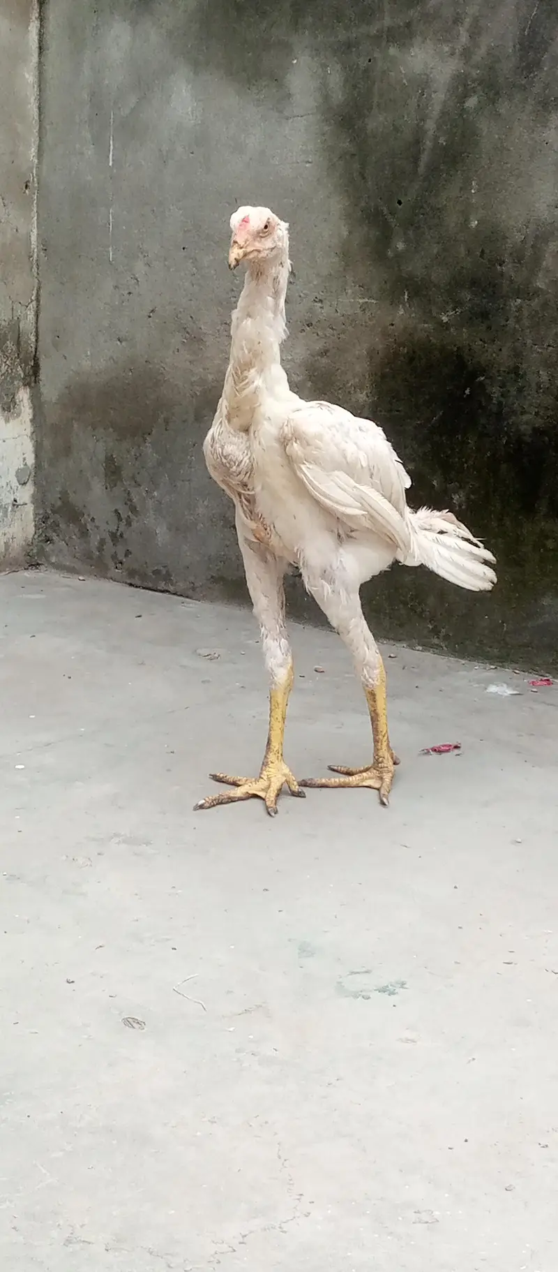 Aseel heera breeder & chicks for sale — photo 8