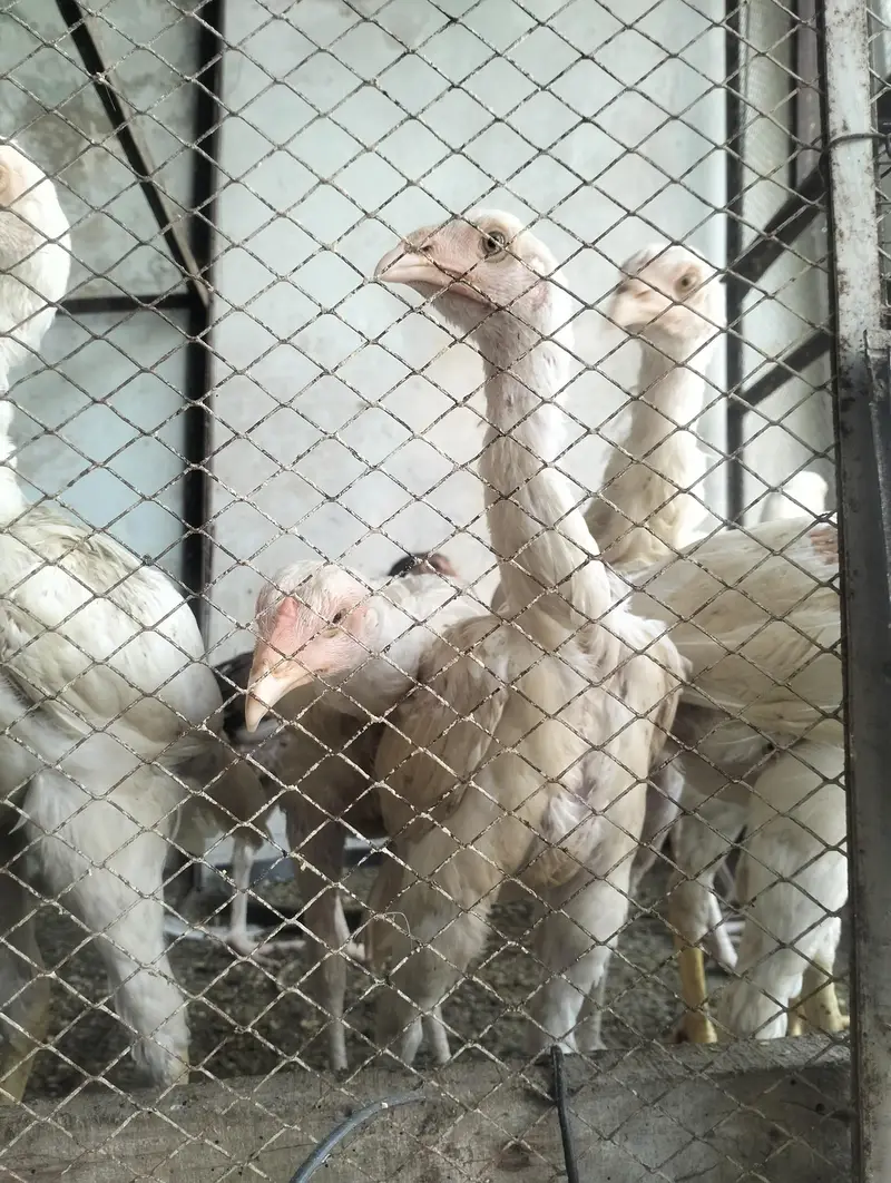 Aseel heera breeder & chicks for sale — photo 9