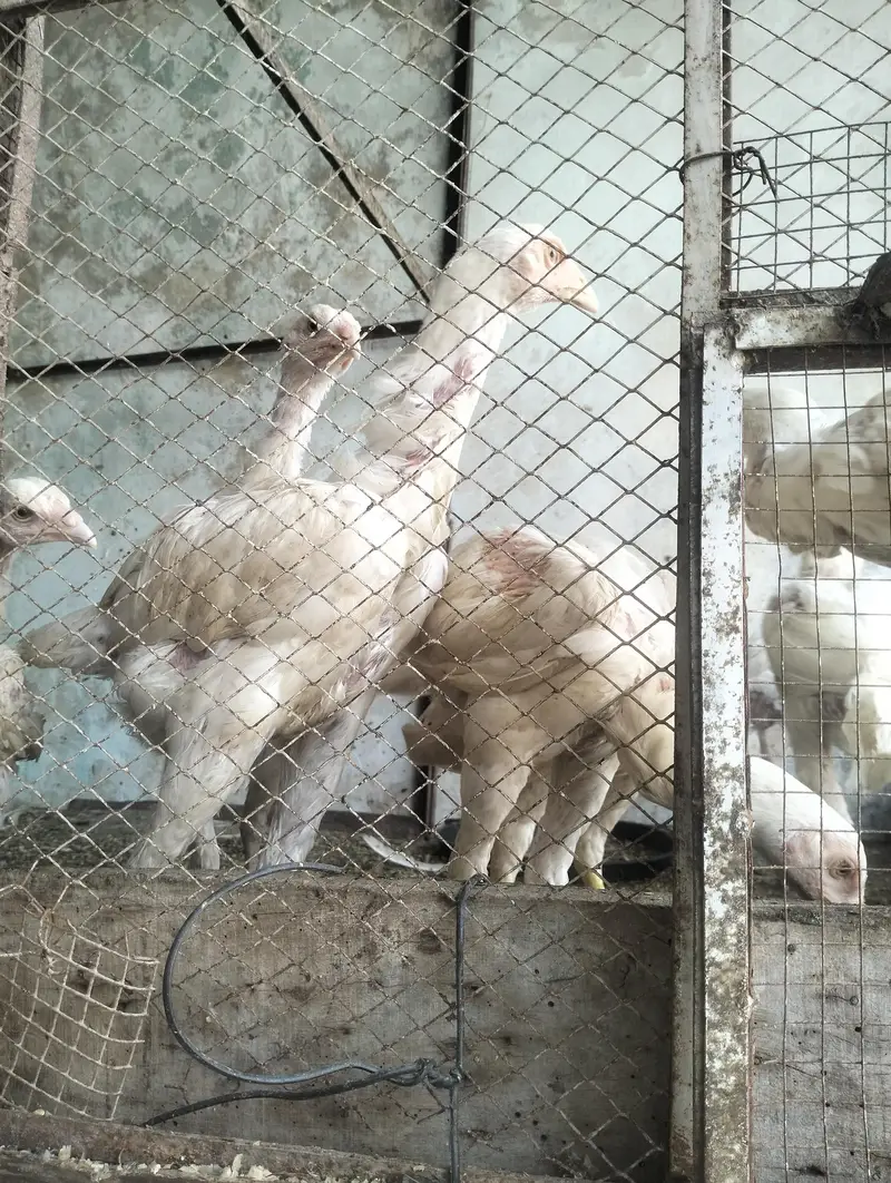 Aseel heera breeder & chicks for sale — photo 10