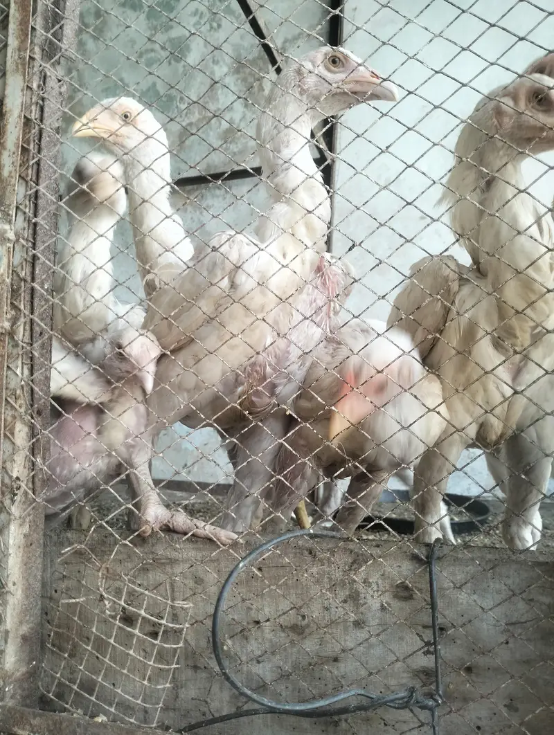 Aseel heera breeder & chicks for sale — photo 11