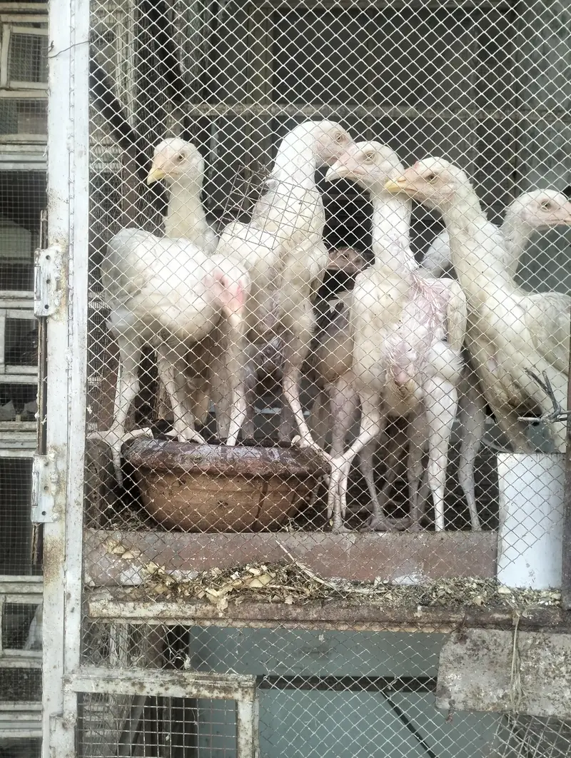 Aseel heera breeder & chicks for sale — photo 12