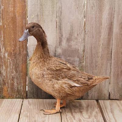 khaki duck for sale