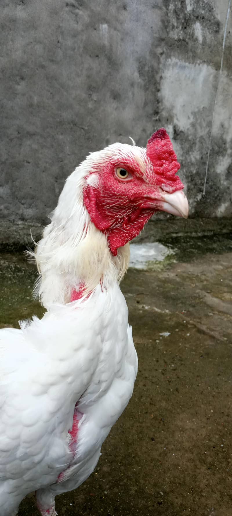 pepper white 0