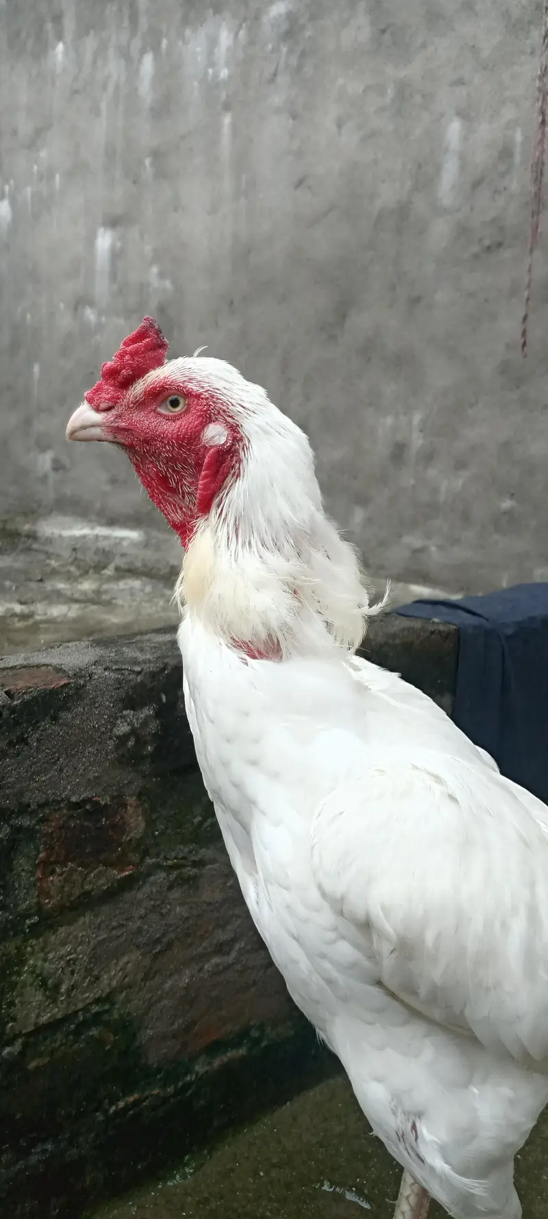 pepper white — photo 2