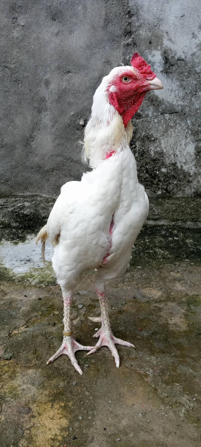 pepper white 2