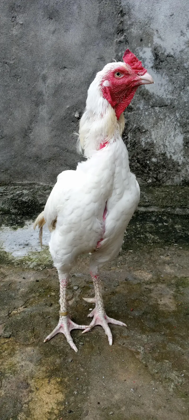 pepper white — photo 3