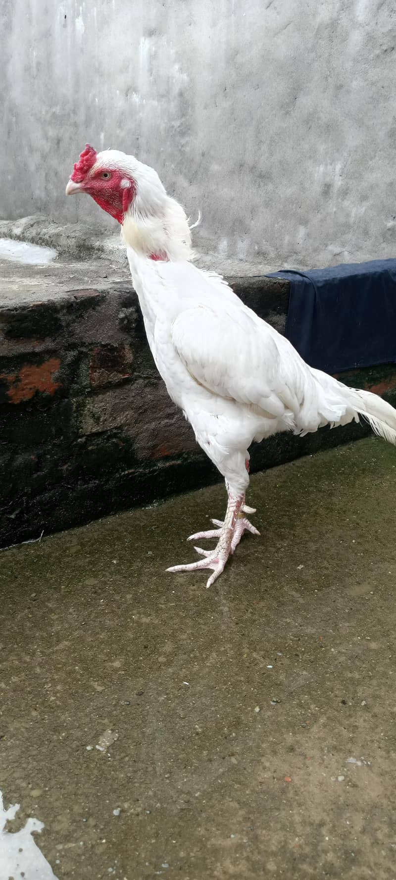 pepper white 4