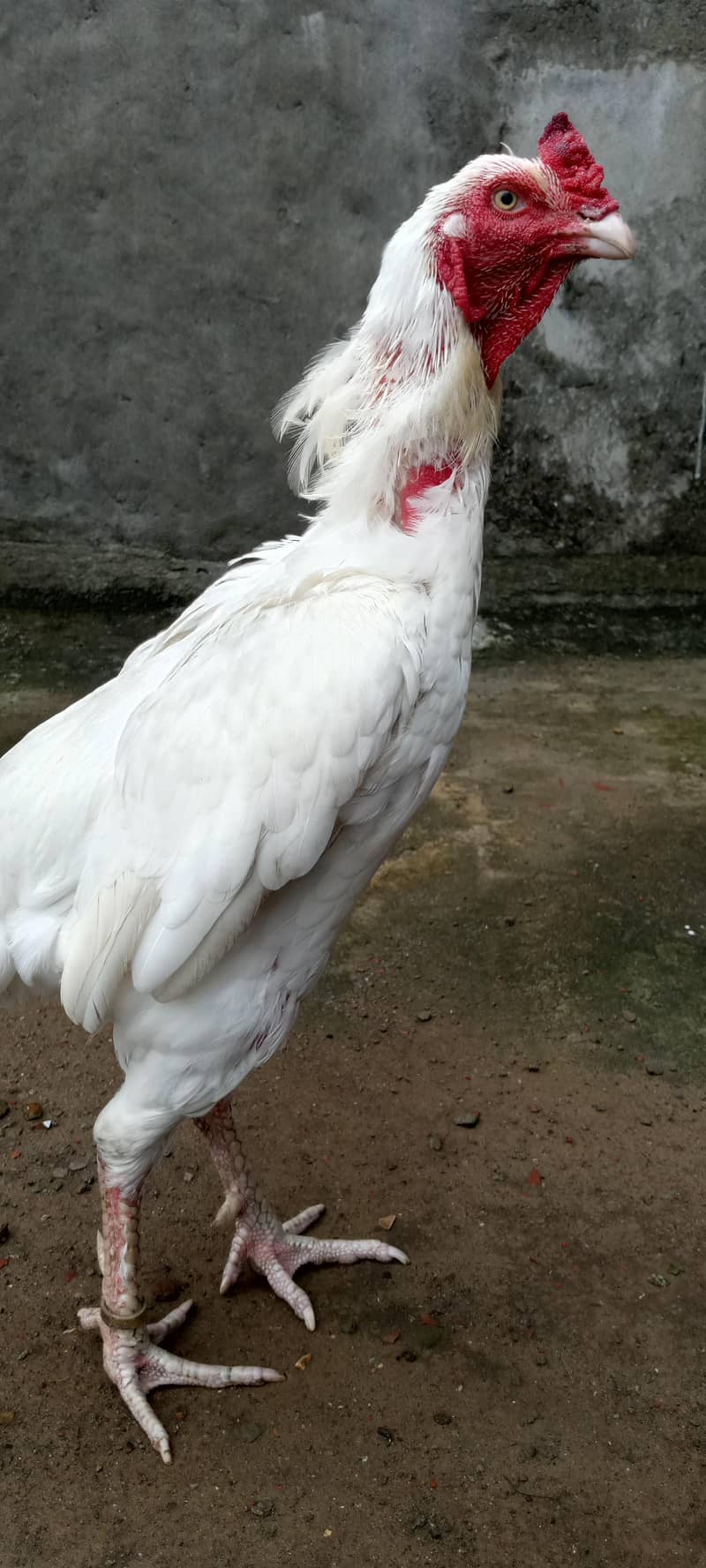 pepper white 5