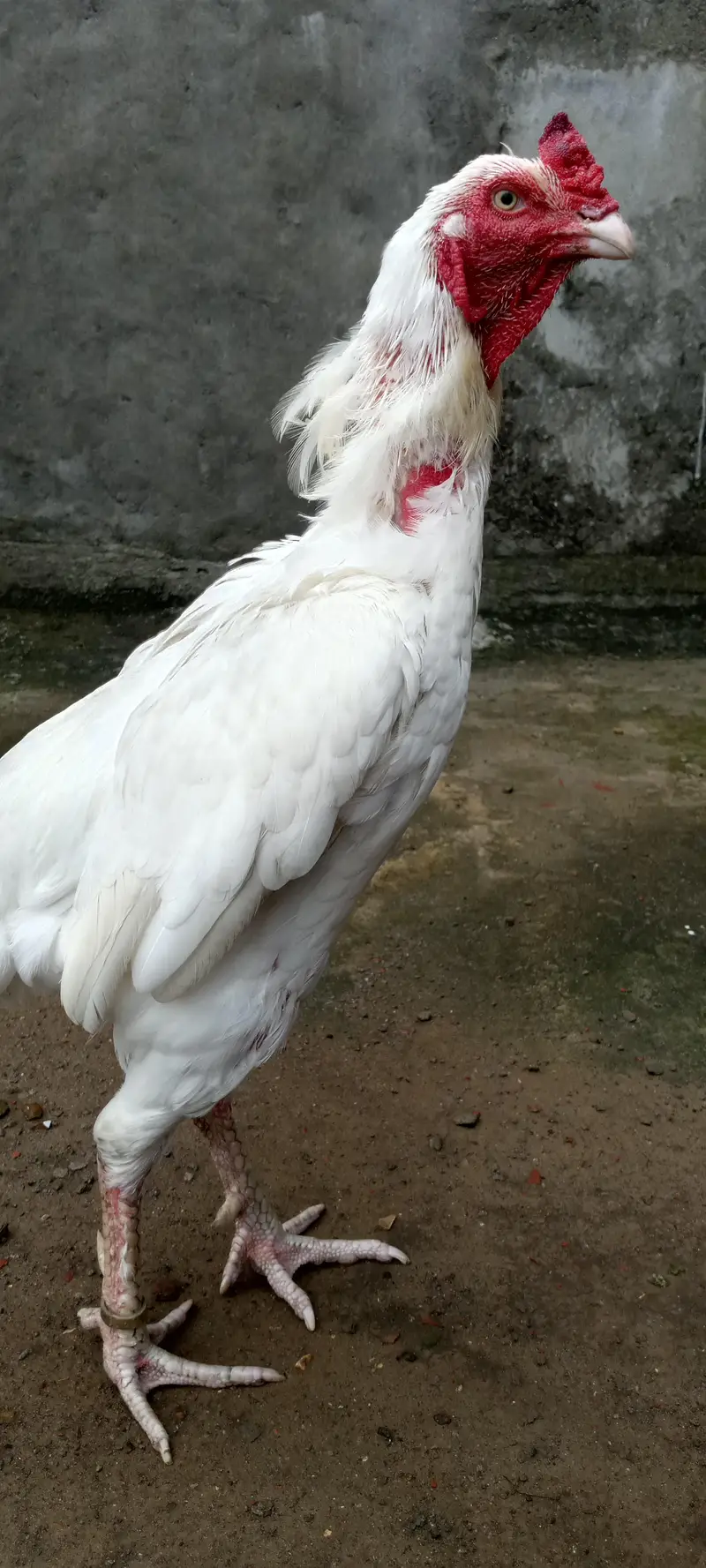 pepper white — photo 6