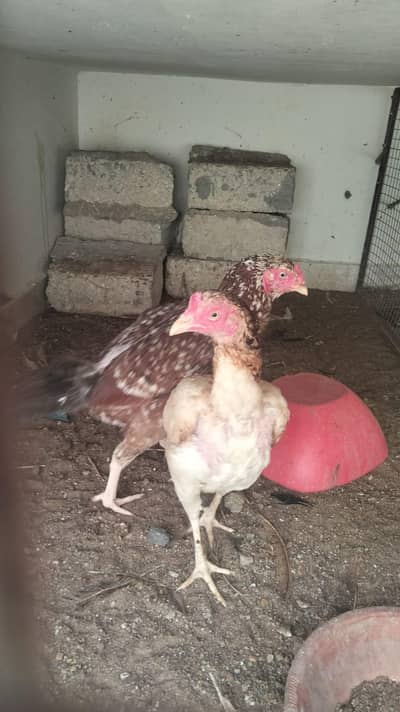 Aseel and desi murgiya for sale