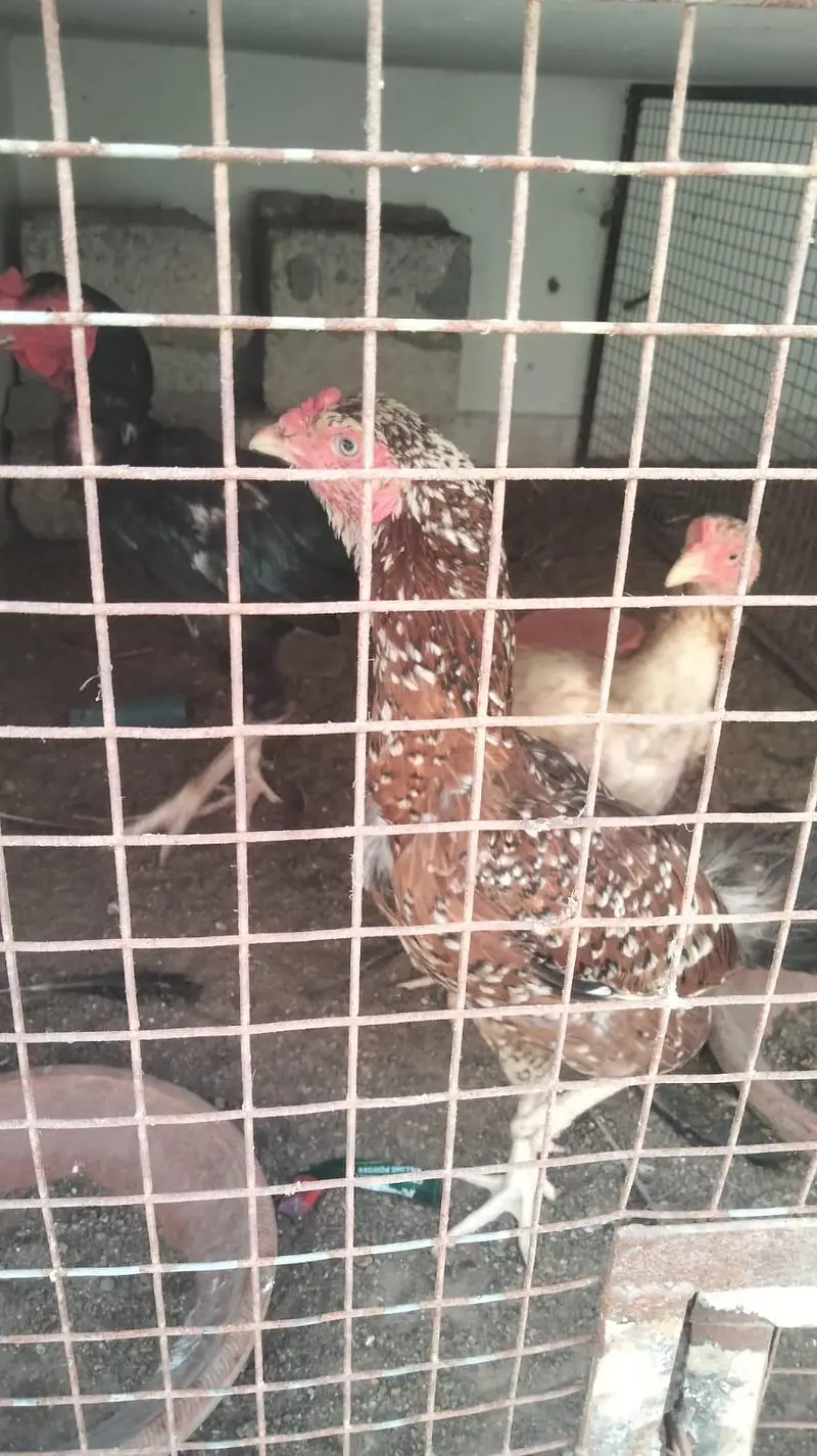 Aseel and desi murgiya for sale — photo 3