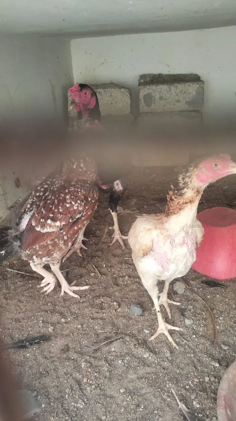 Aseel and desi murgiya for sale — photo 4