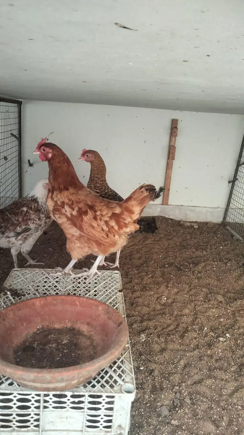 Aseel and desi murgiya for sale — photo 5