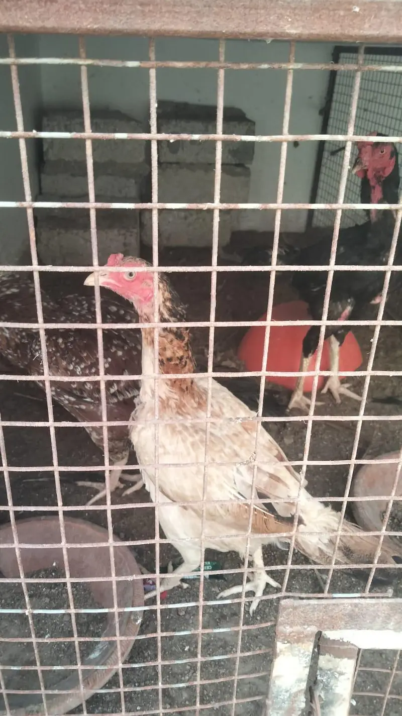 Aseel and desi murgiya for sale — photo 6