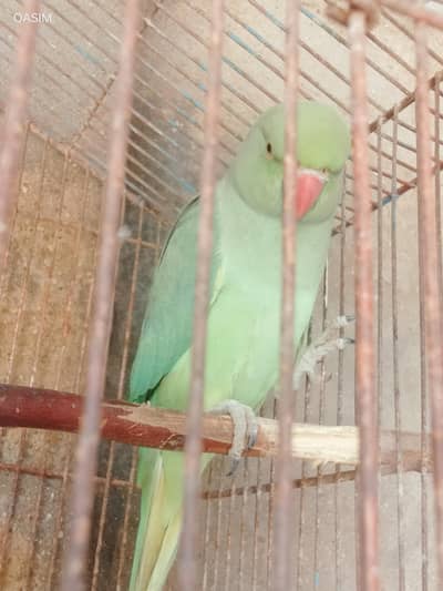 ring nevk female