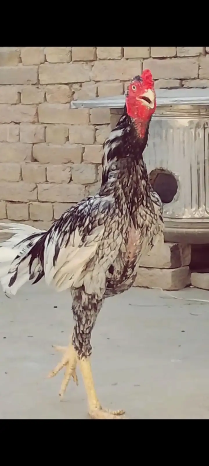 Aseel patha or chicks for sale 03094800642 — photo 3