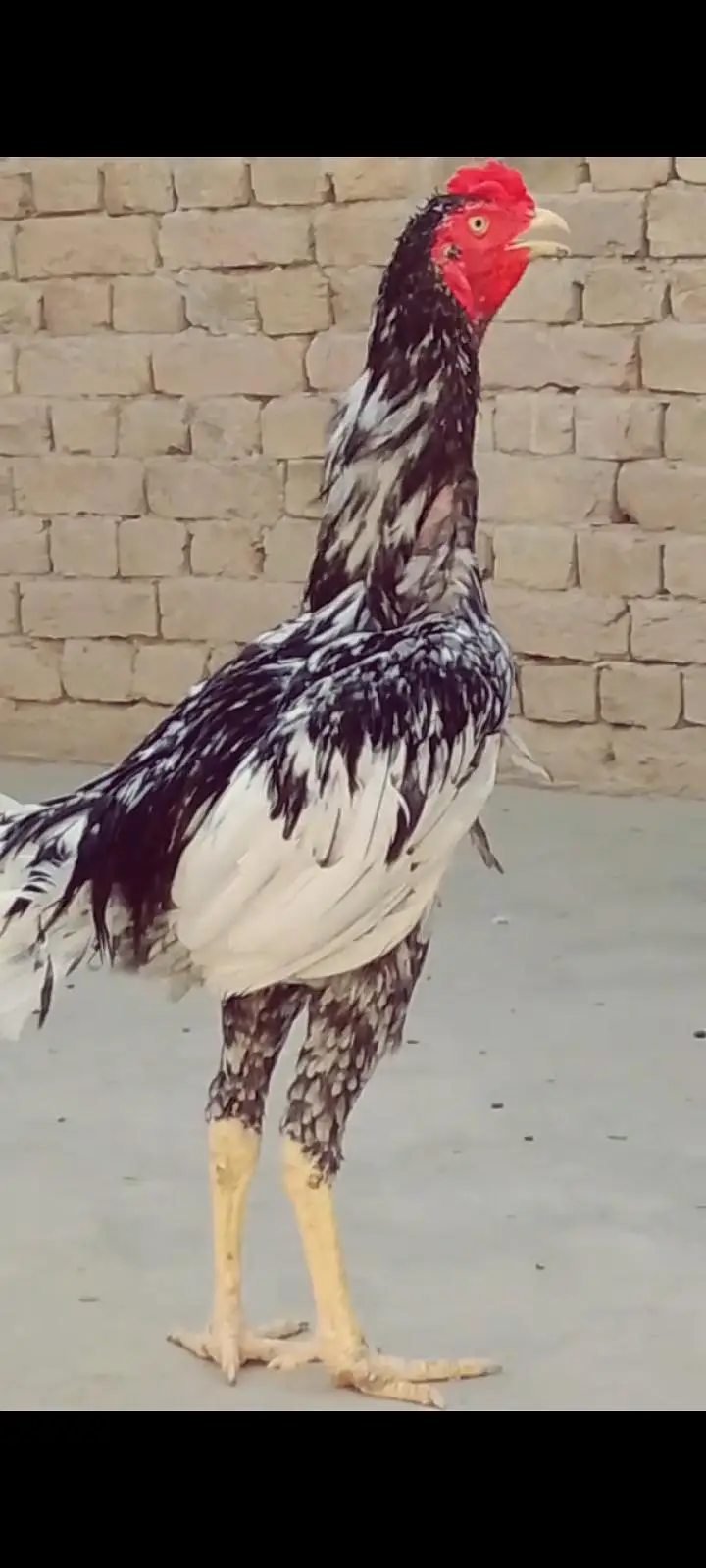 Aseel patha or chicks for sale 03094800642 — photo 2