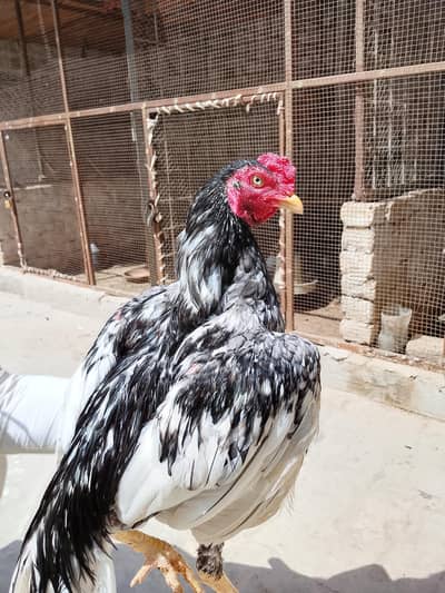 Aseel patha or chicks for sale 03094800642