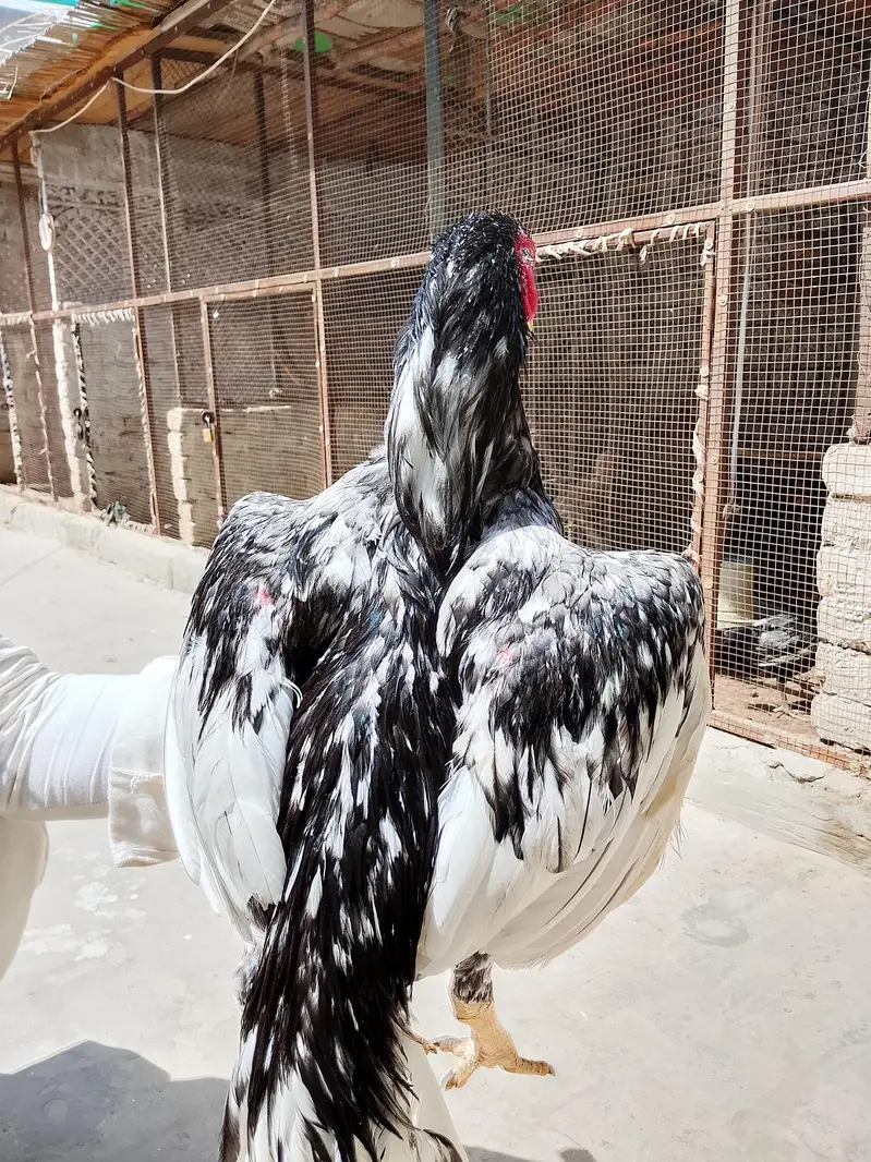 Aseel patha or chicks for sale 03094800642 — photo 4
