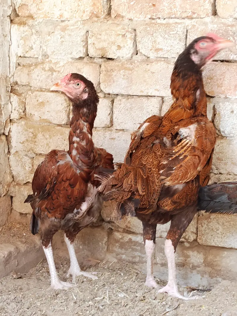 Aseel patha or chicks for sale 03094800642 — photo 5