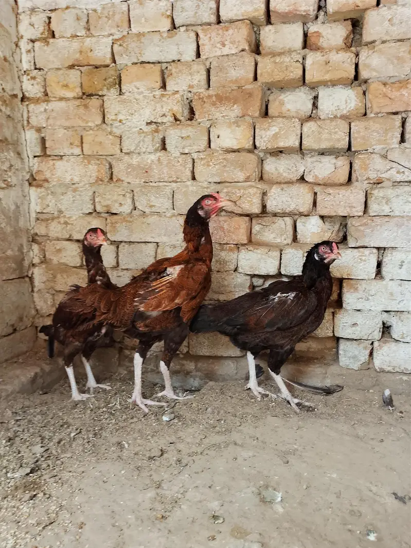 Aseel patha or chicks for sale 03094800642 — photo 6