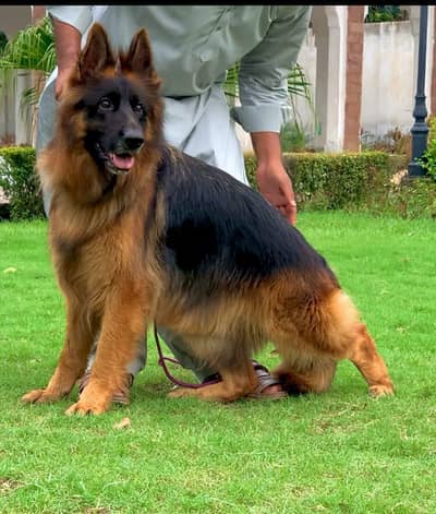 German Shepherd long coat