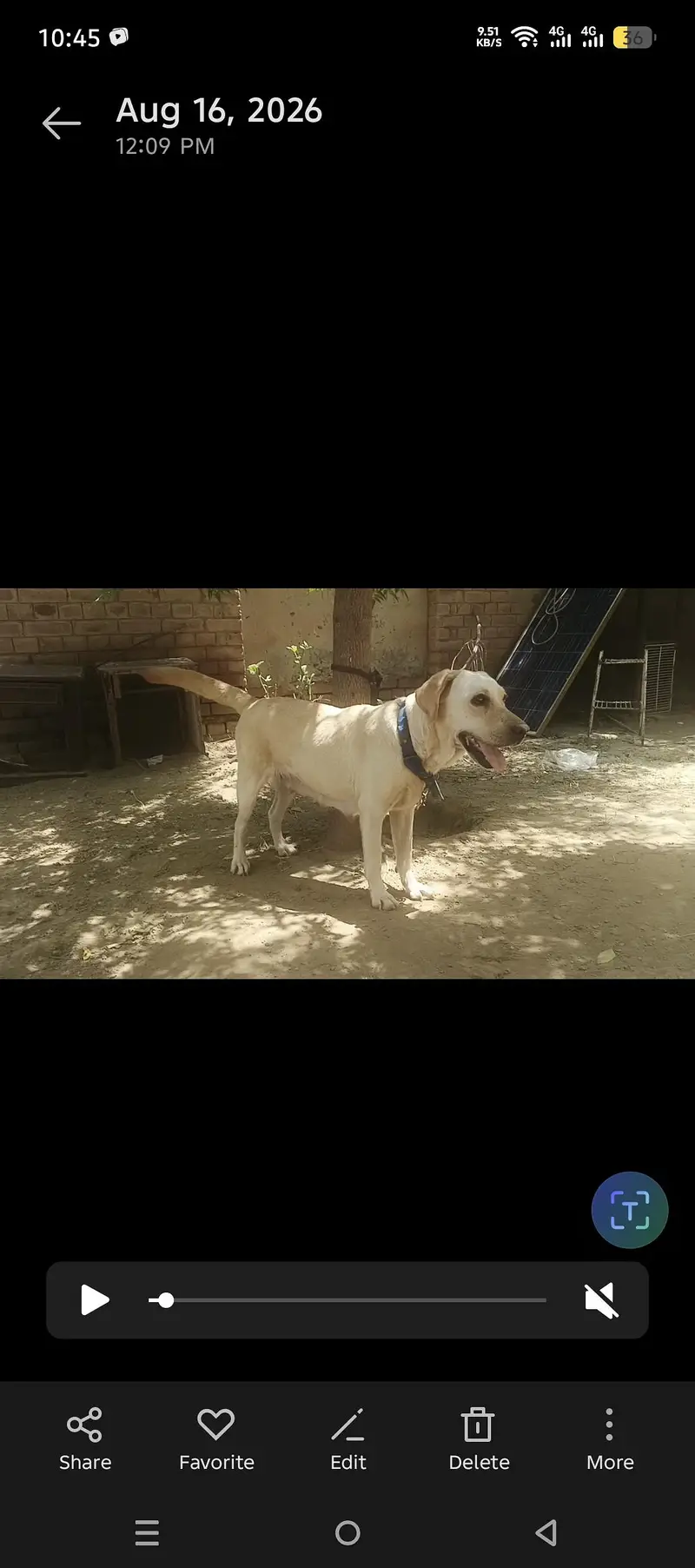 dog names sweeti