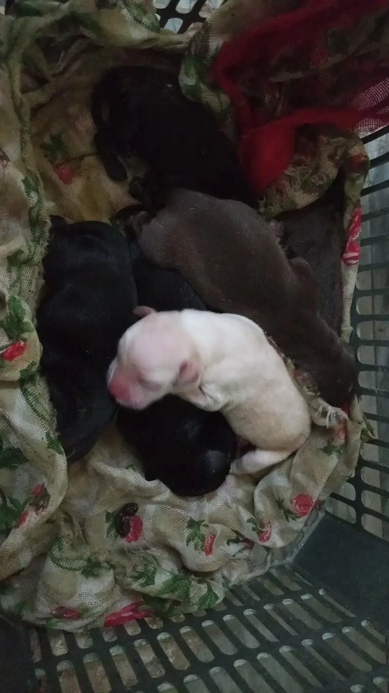 dog names sweeti — photo 2